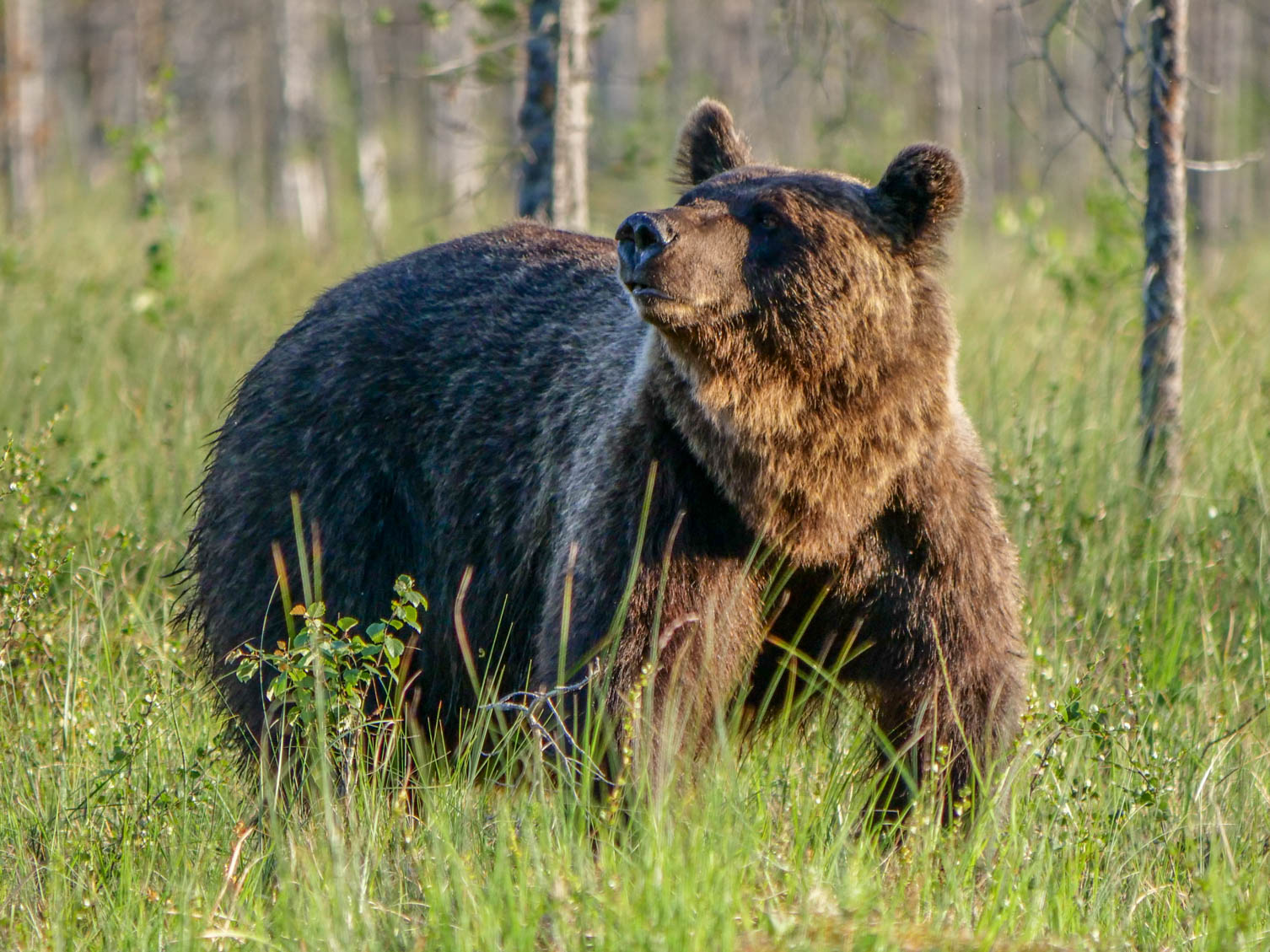 Wildlife Safaris Finland