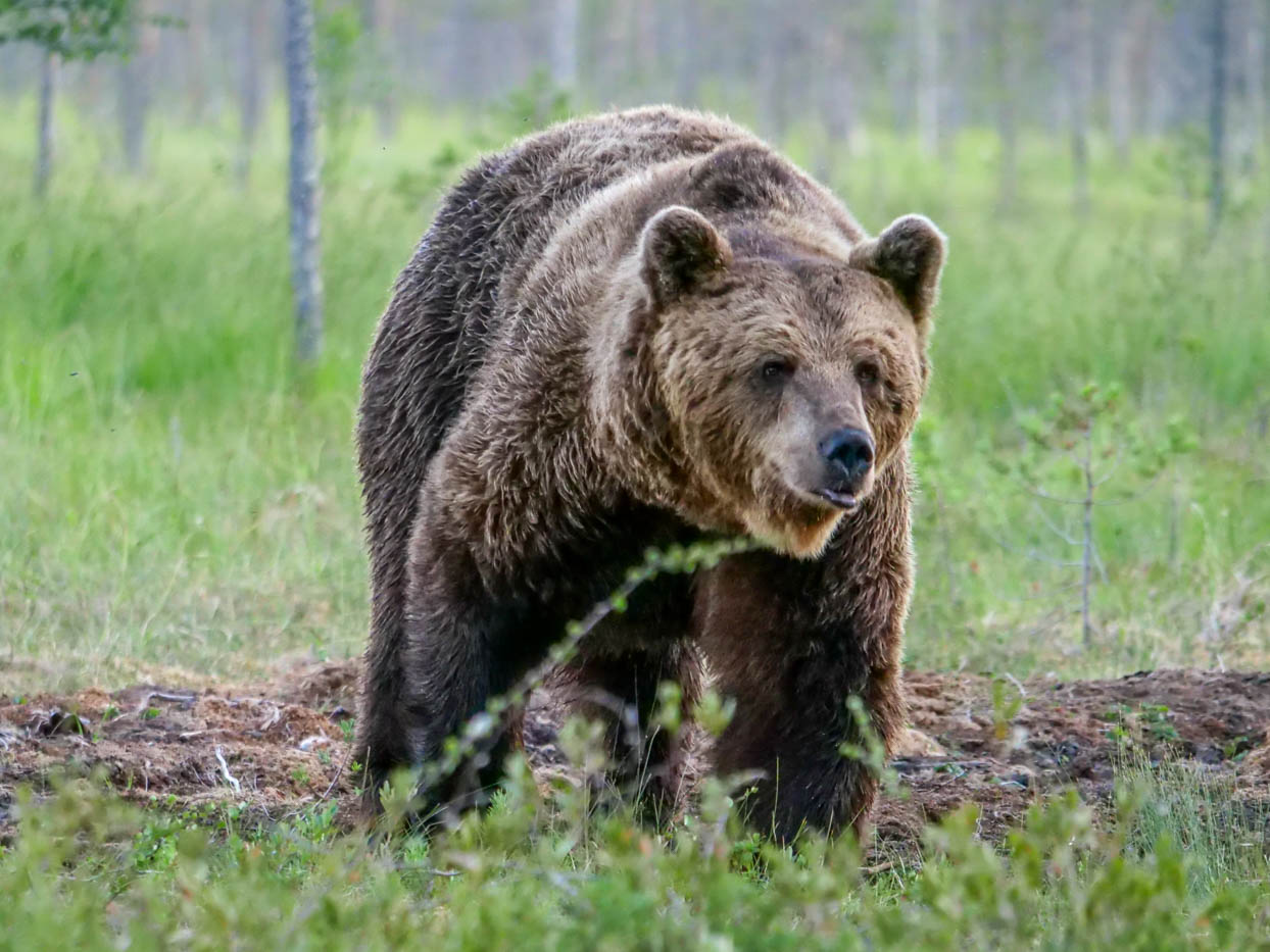 Wildlife Safaris Finland