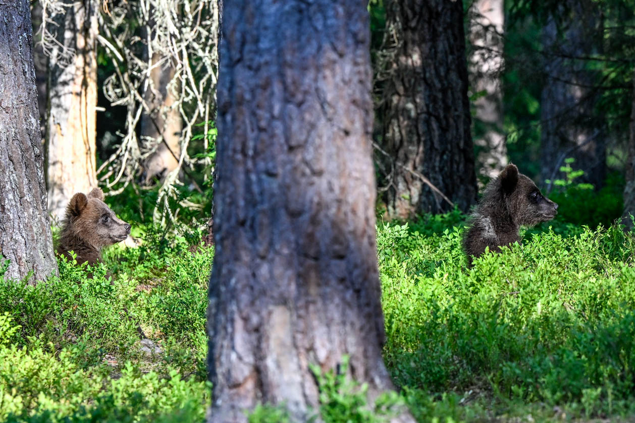 Martinselkonen Wilds Centre