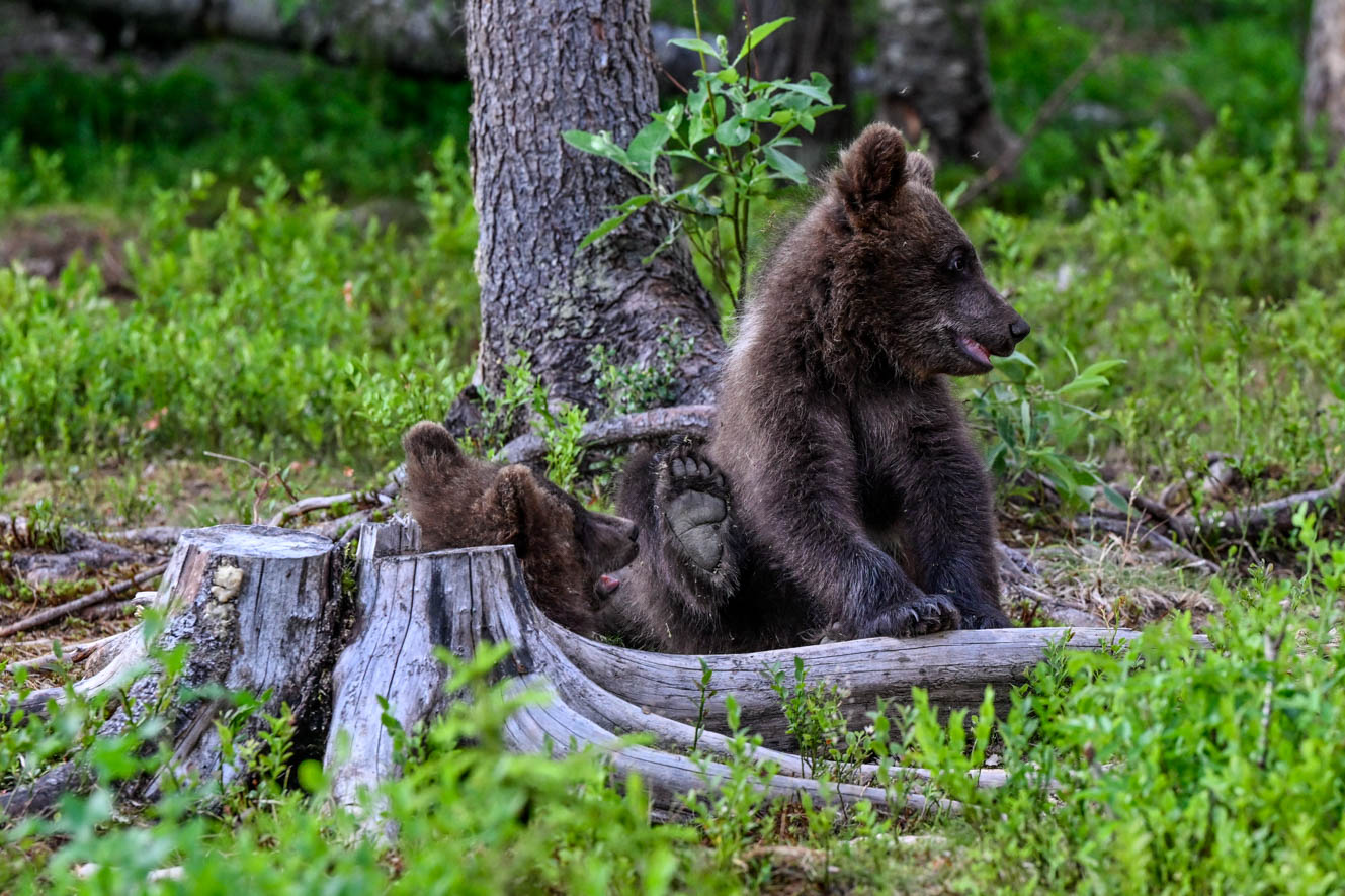 Martinselkonen Wilds Centre