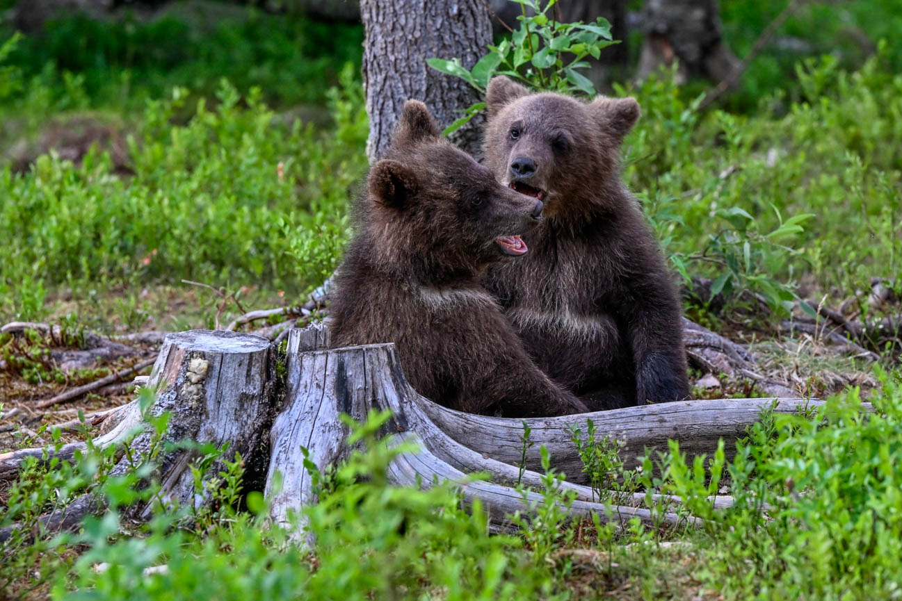 Martinselkonen Wilds Centre