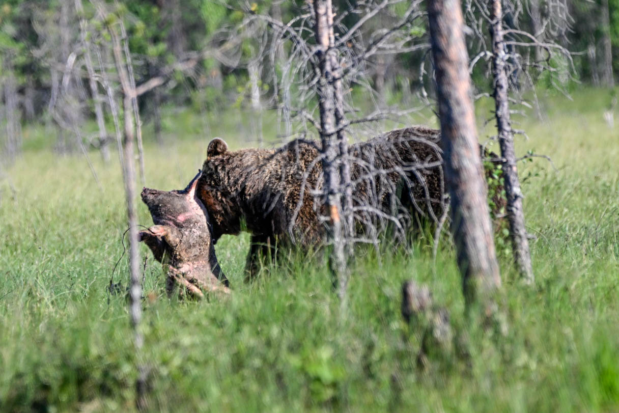 Wildlife Safaris Finland