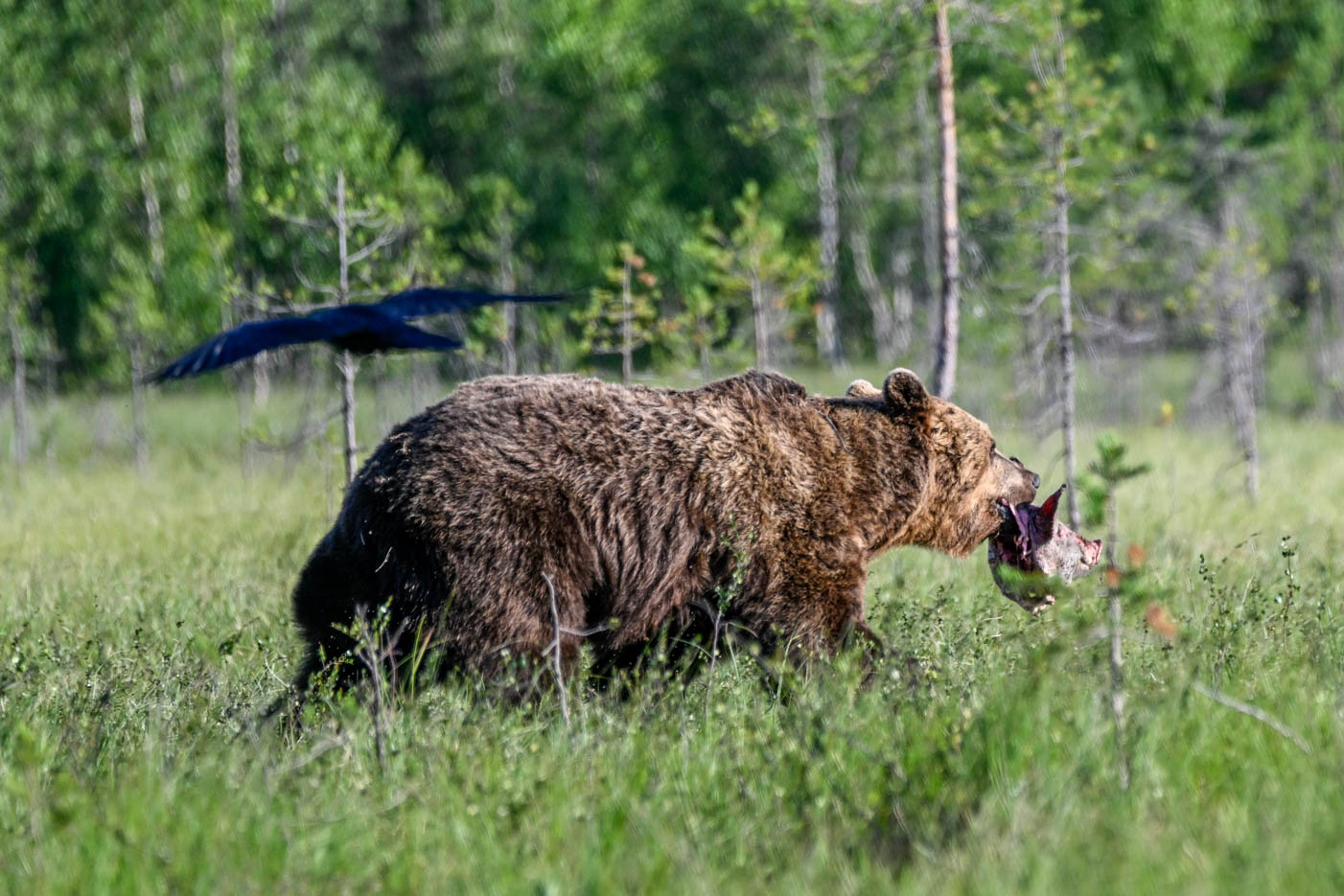 Wildlife Safaris Finland
