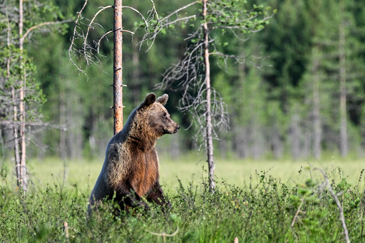 Wildlife Safaris Finland