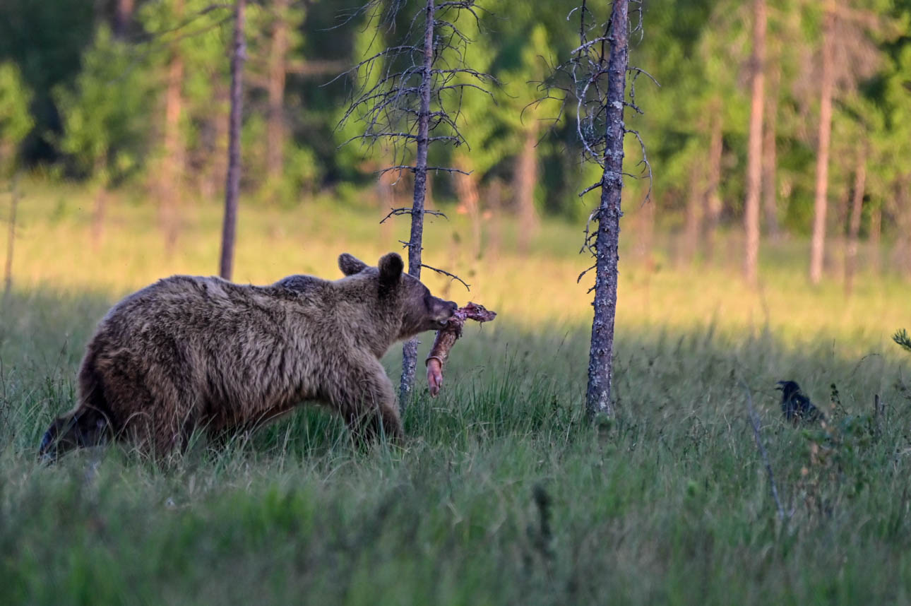 Wildlife Safaris Finland