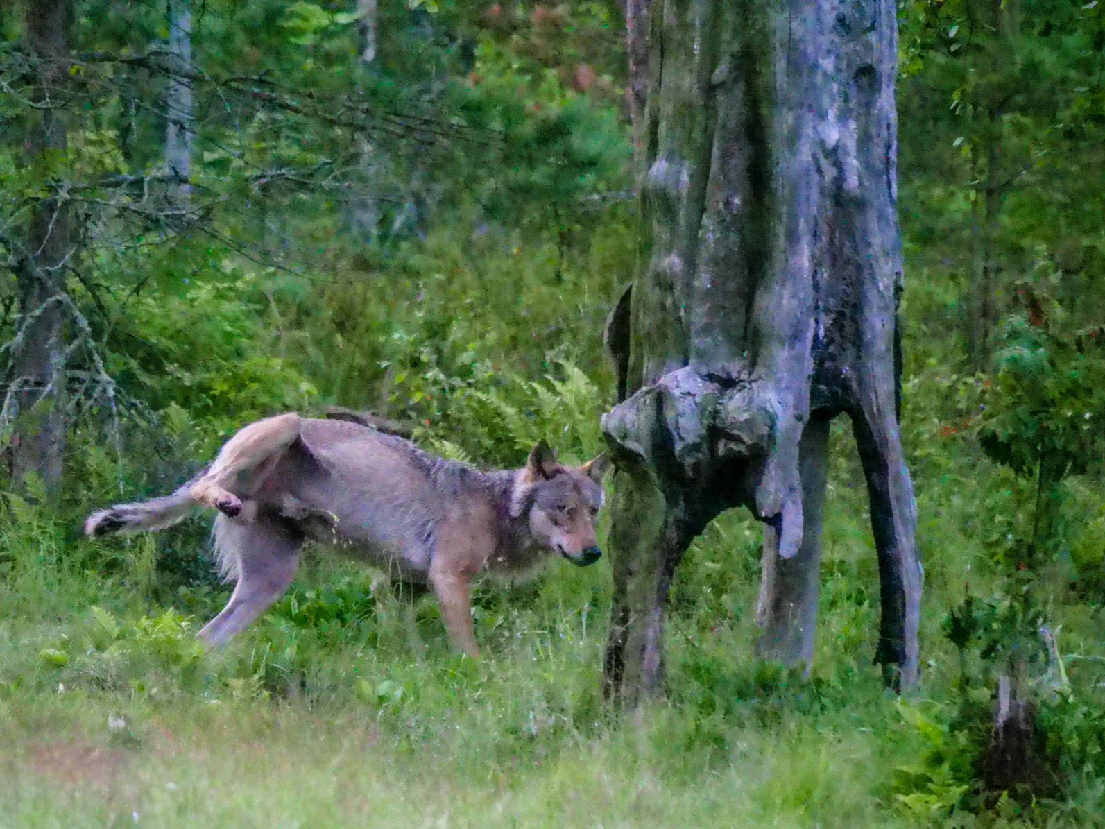 EräEero Wildlife Observation