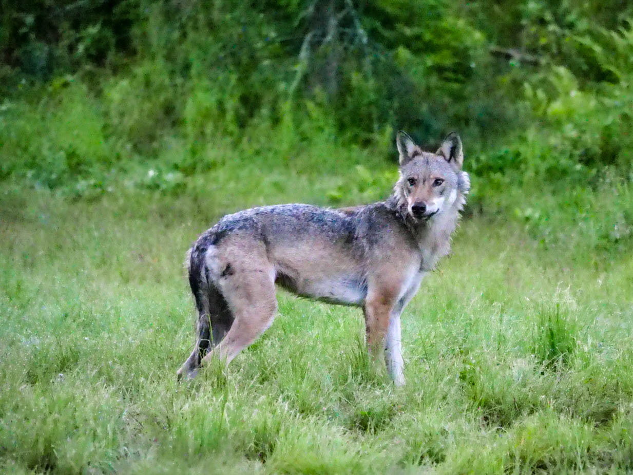 EräEero Wildlife Observation
