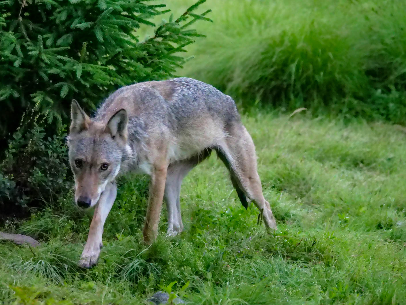 EräEero Wildlife Observation
