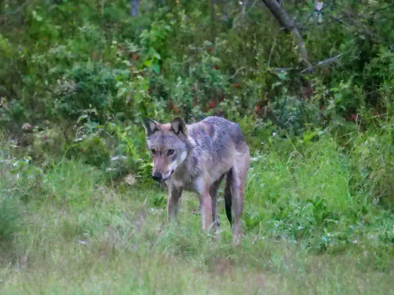 EräEero Wildlife Observation