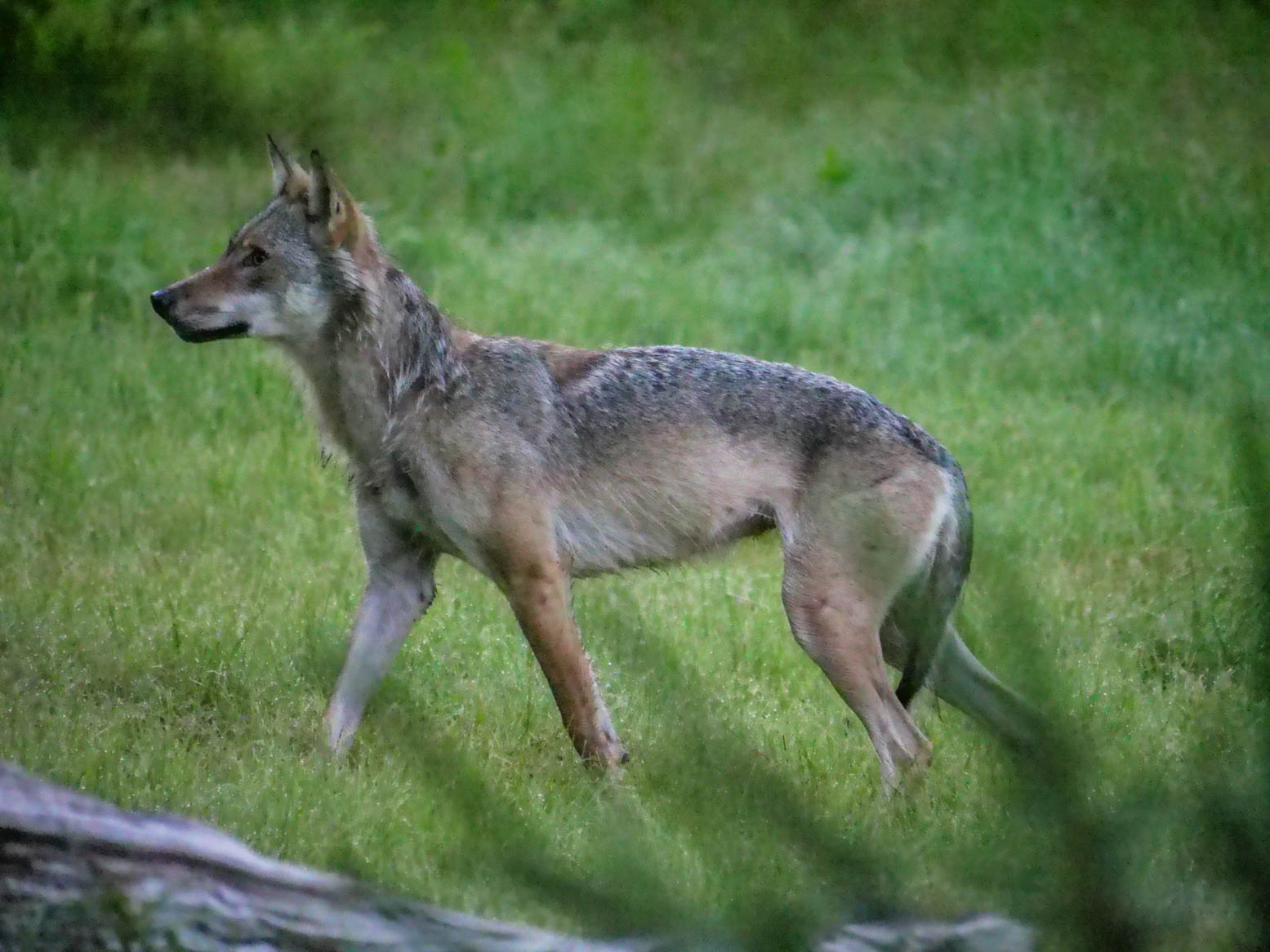 EräEero Wildlife Observation