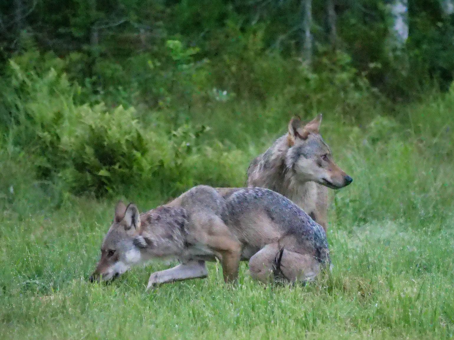 EräEero Wildlife Observation