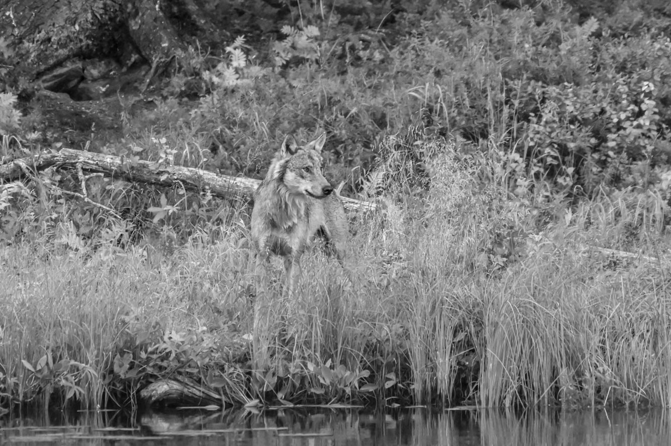 EräEero Wildlife Observation
