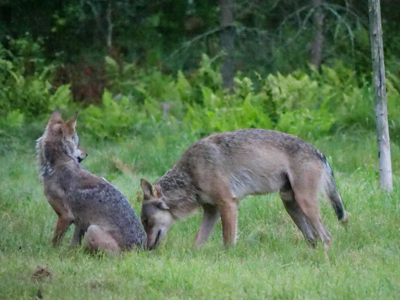 EräEero Wildlife Observation