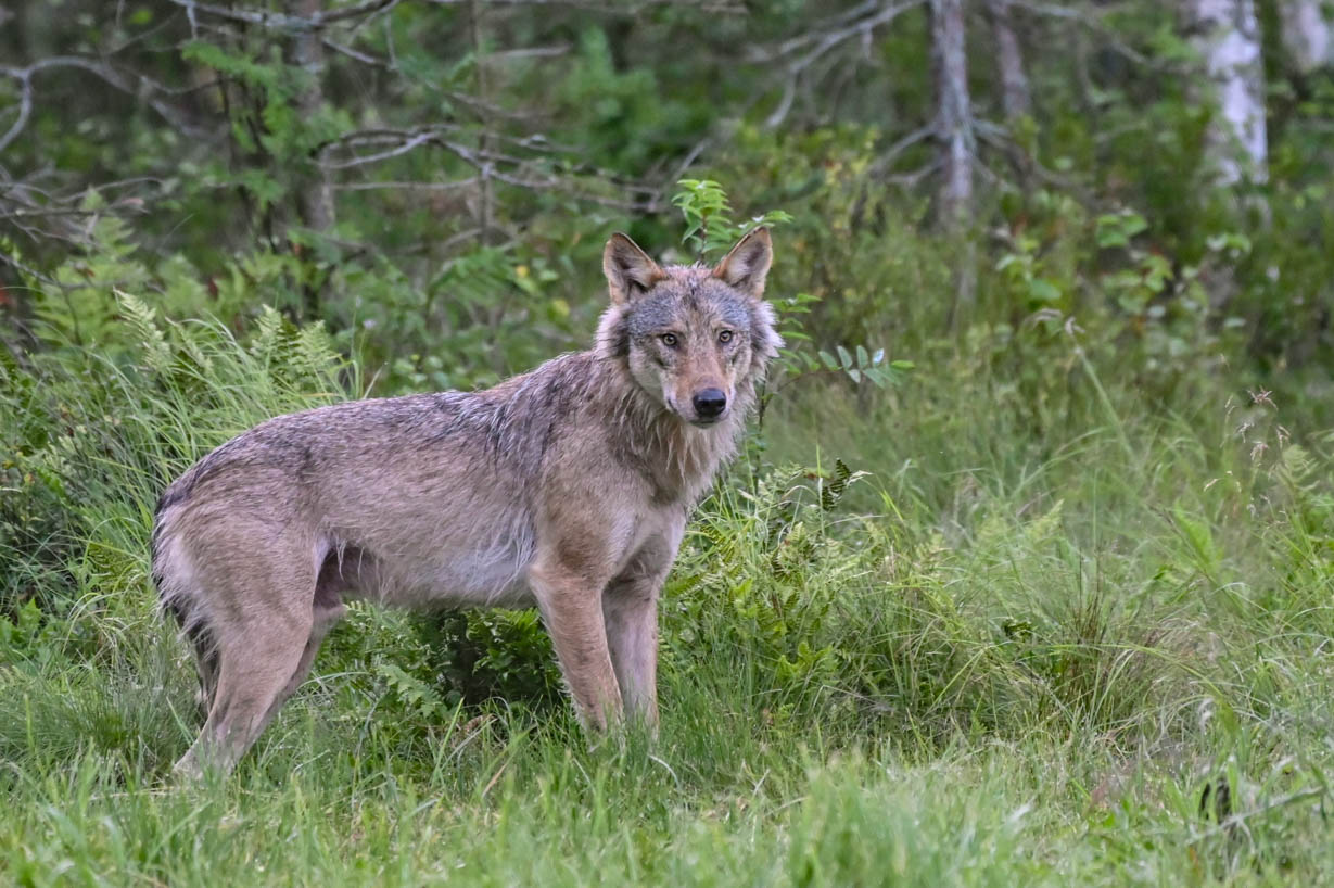 EräEero Wildlife Observation