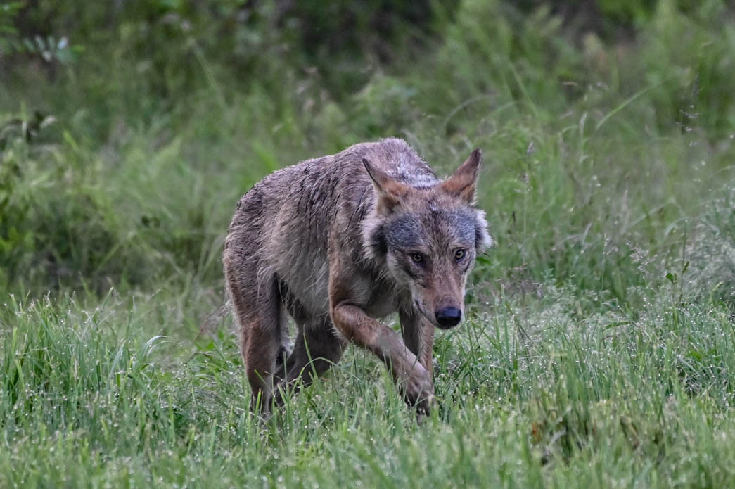 EräEero Wildlife Observation