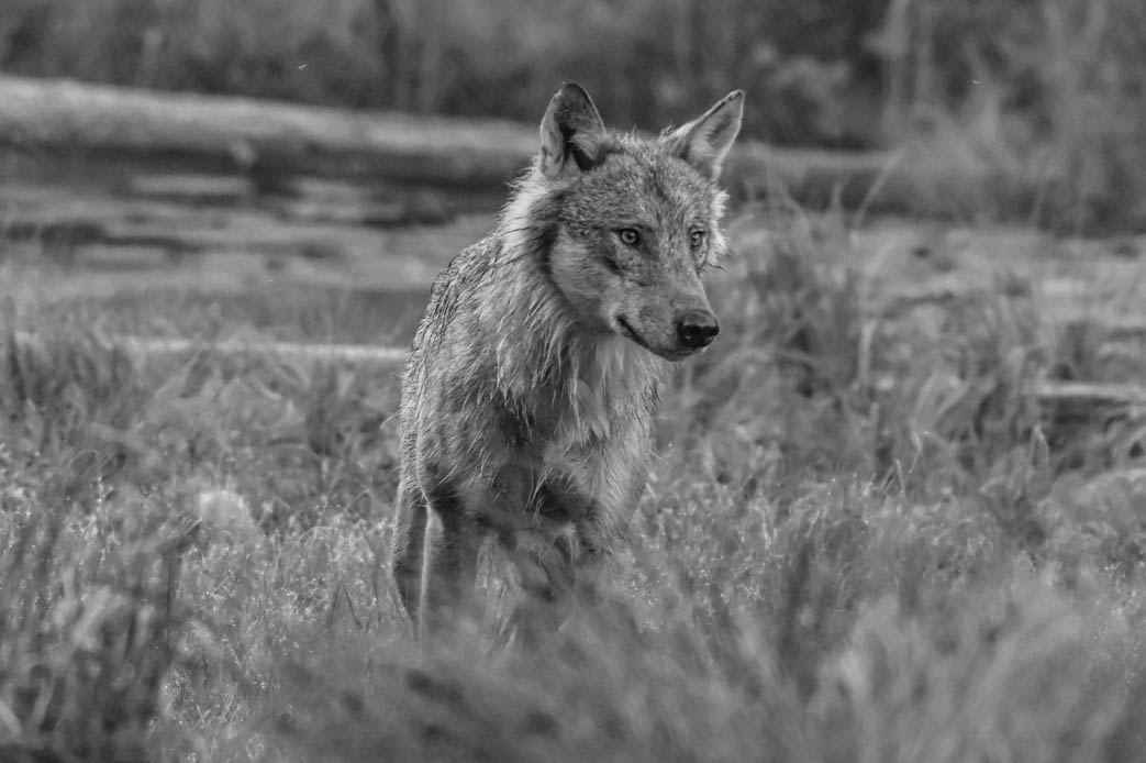 EräEero Wildlife Observation