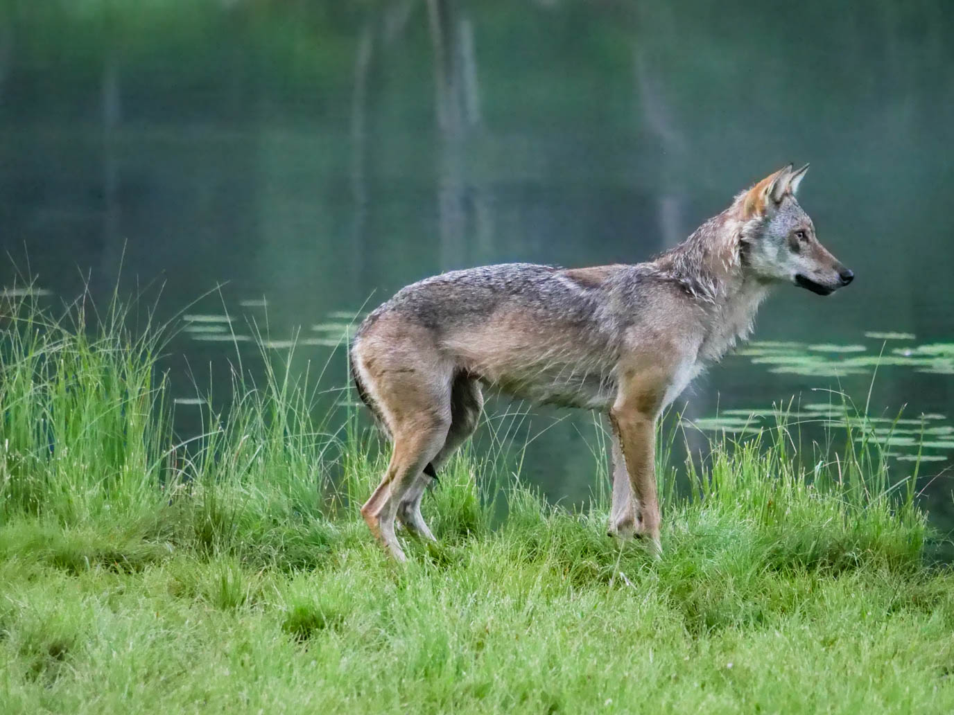 EräEero Wildlife Observation