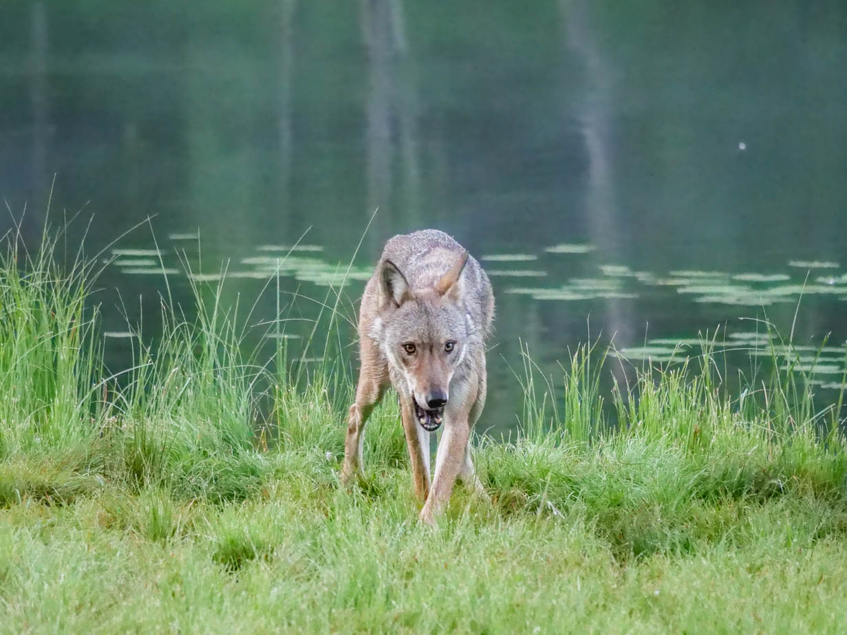 EräEero Wildlife Observation