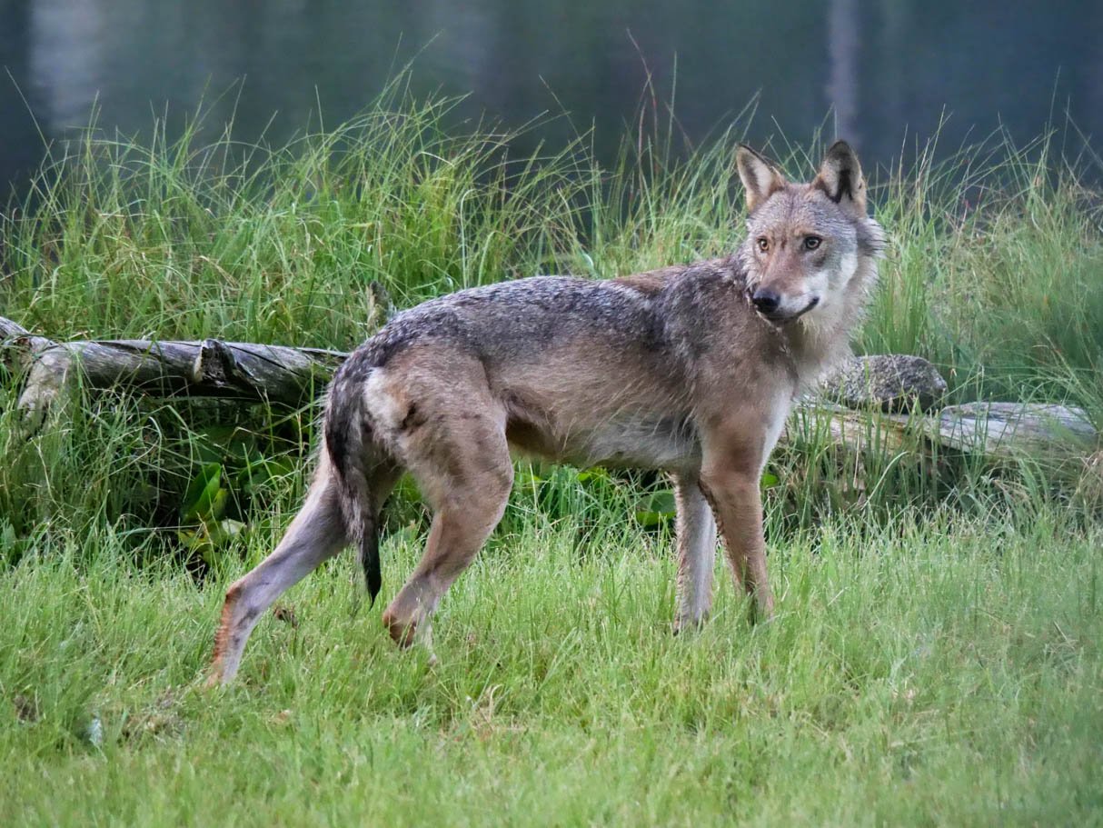 EräEero Wildlife Observation