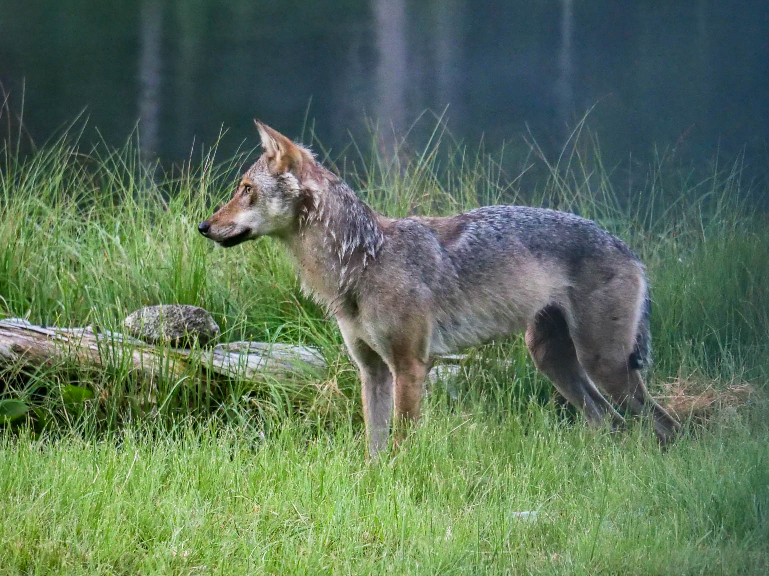 EräEero Wildlife Observation
