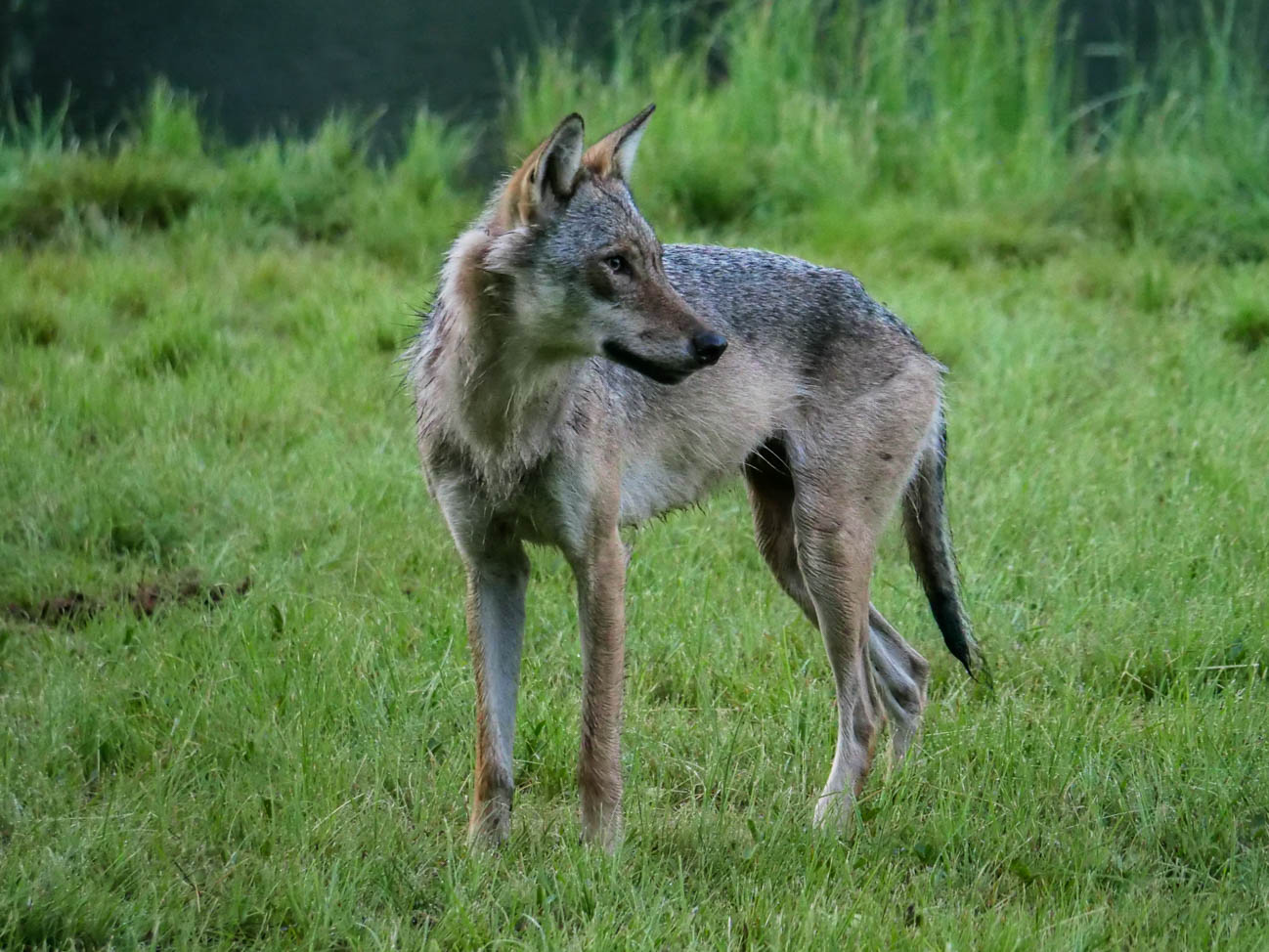 EräEero Wildlife Observation