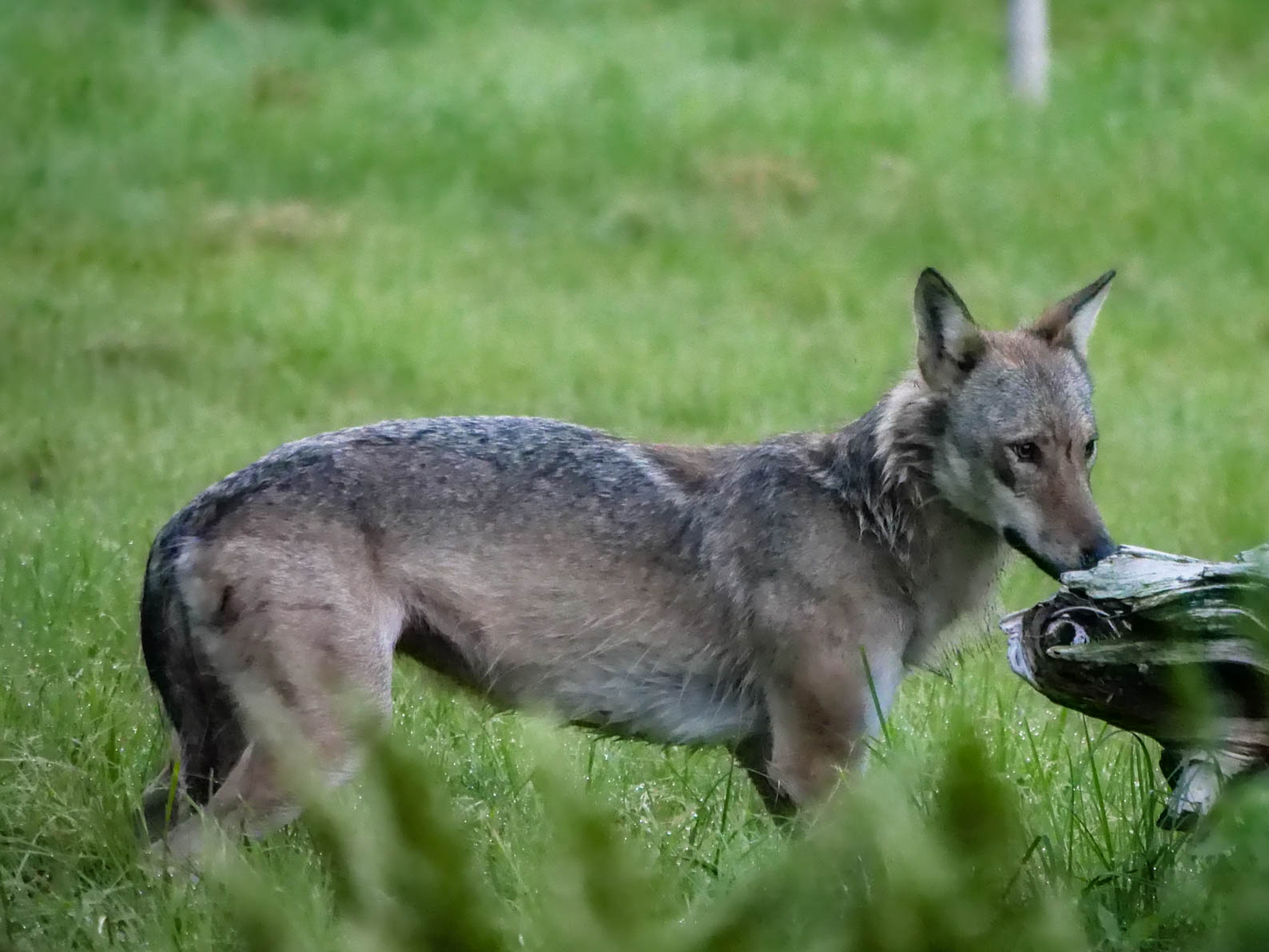 EräEero Wildlife Observation