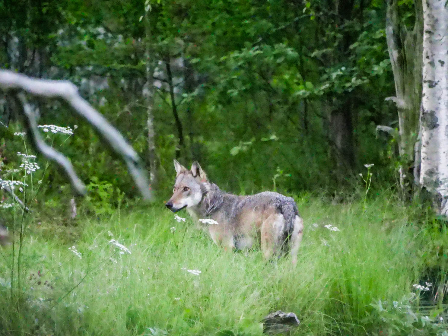 EräEero Wildlife Observation