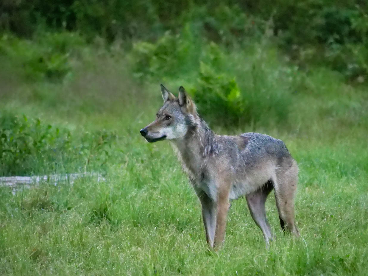 EräEero Wildlife Observation