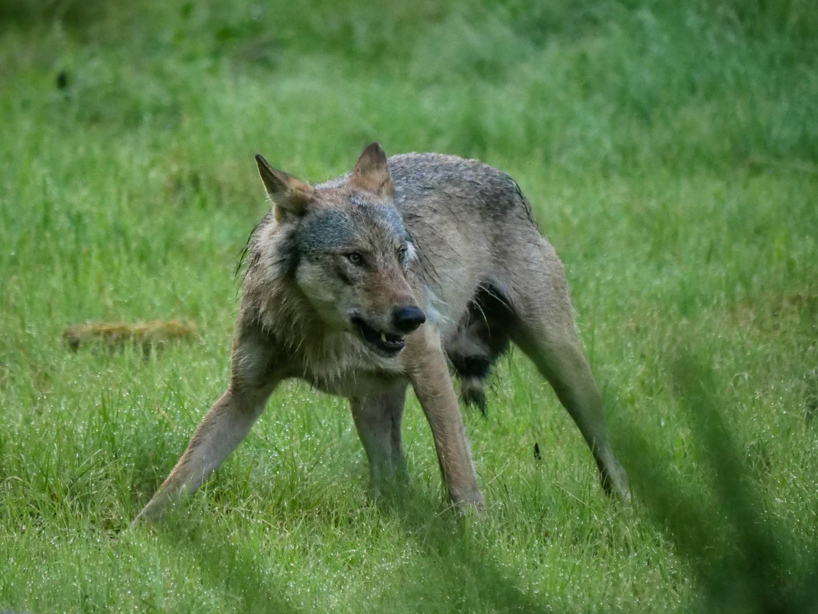 EräEero Wildlife Observation