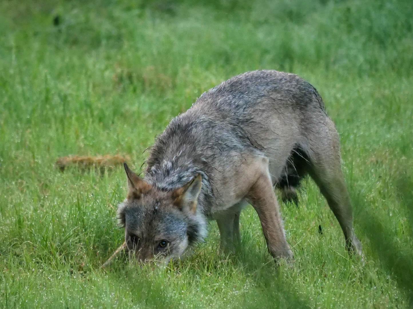 EräEero Wildlife Observation