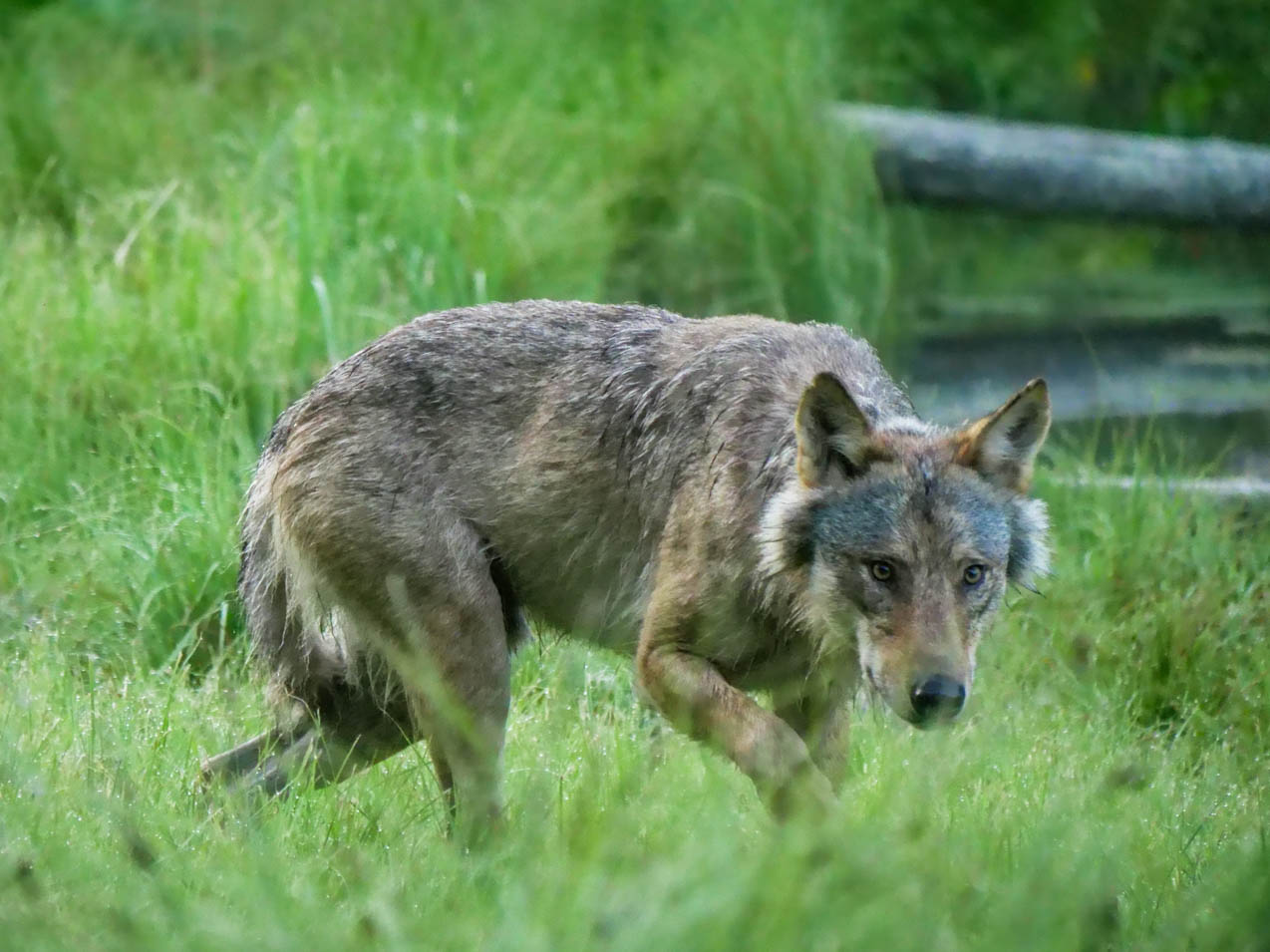 EräEero Wildlife Observation
