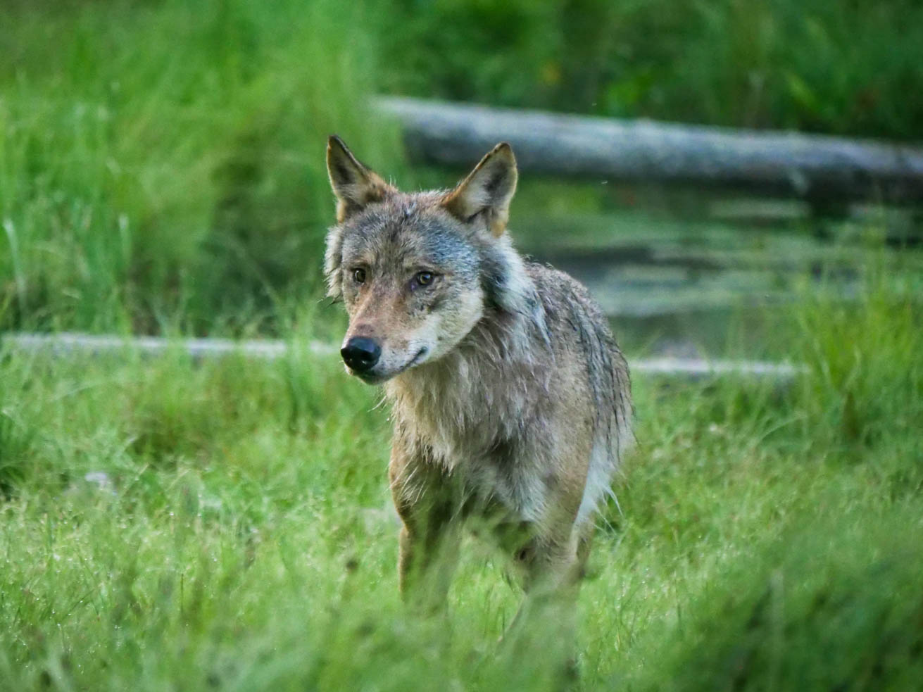 EräEero Wildlife Observation