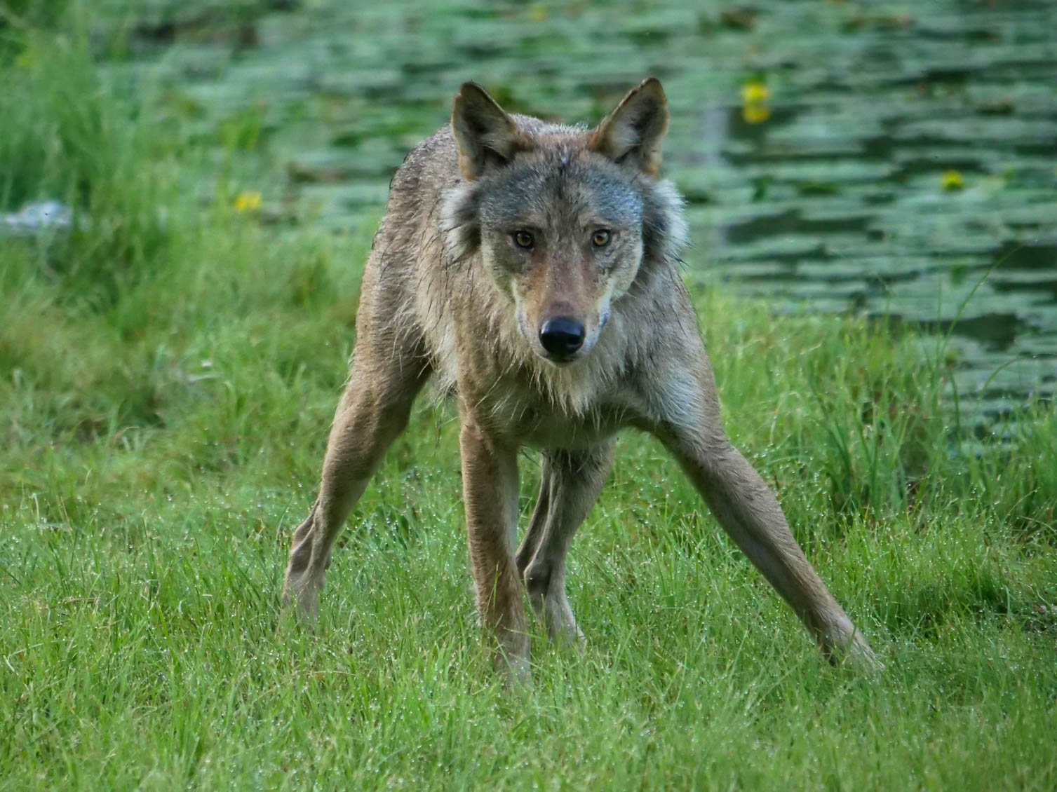 EräEero Wildlife Observation