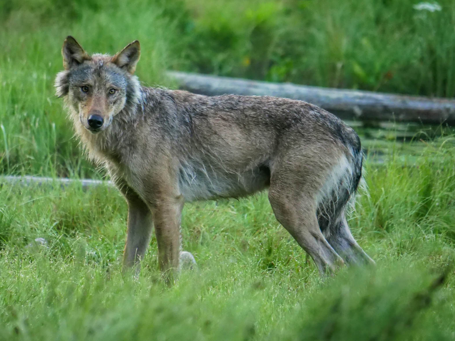 EräEero Wildlife Observation