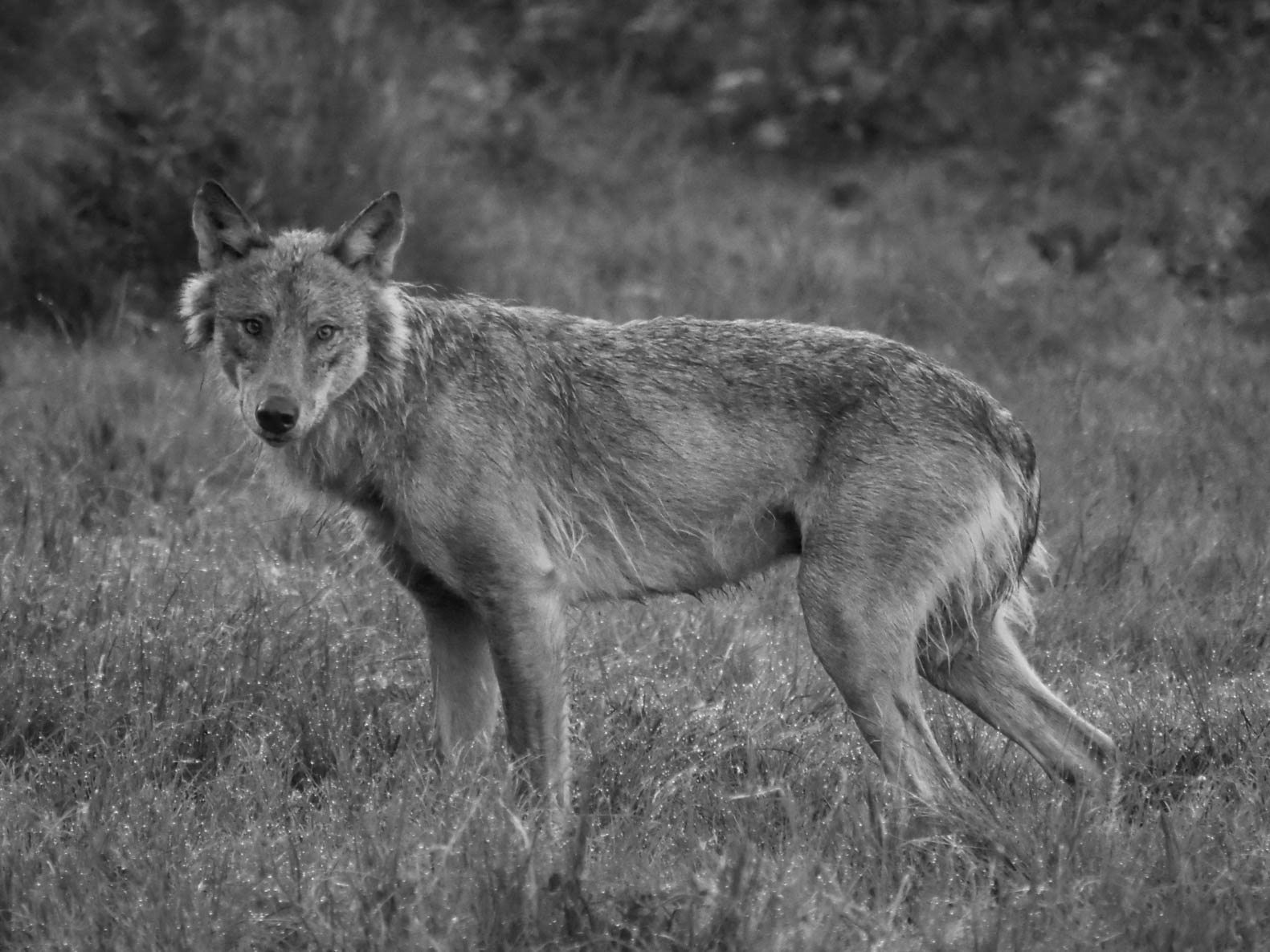 EräEero Wildlife Observation