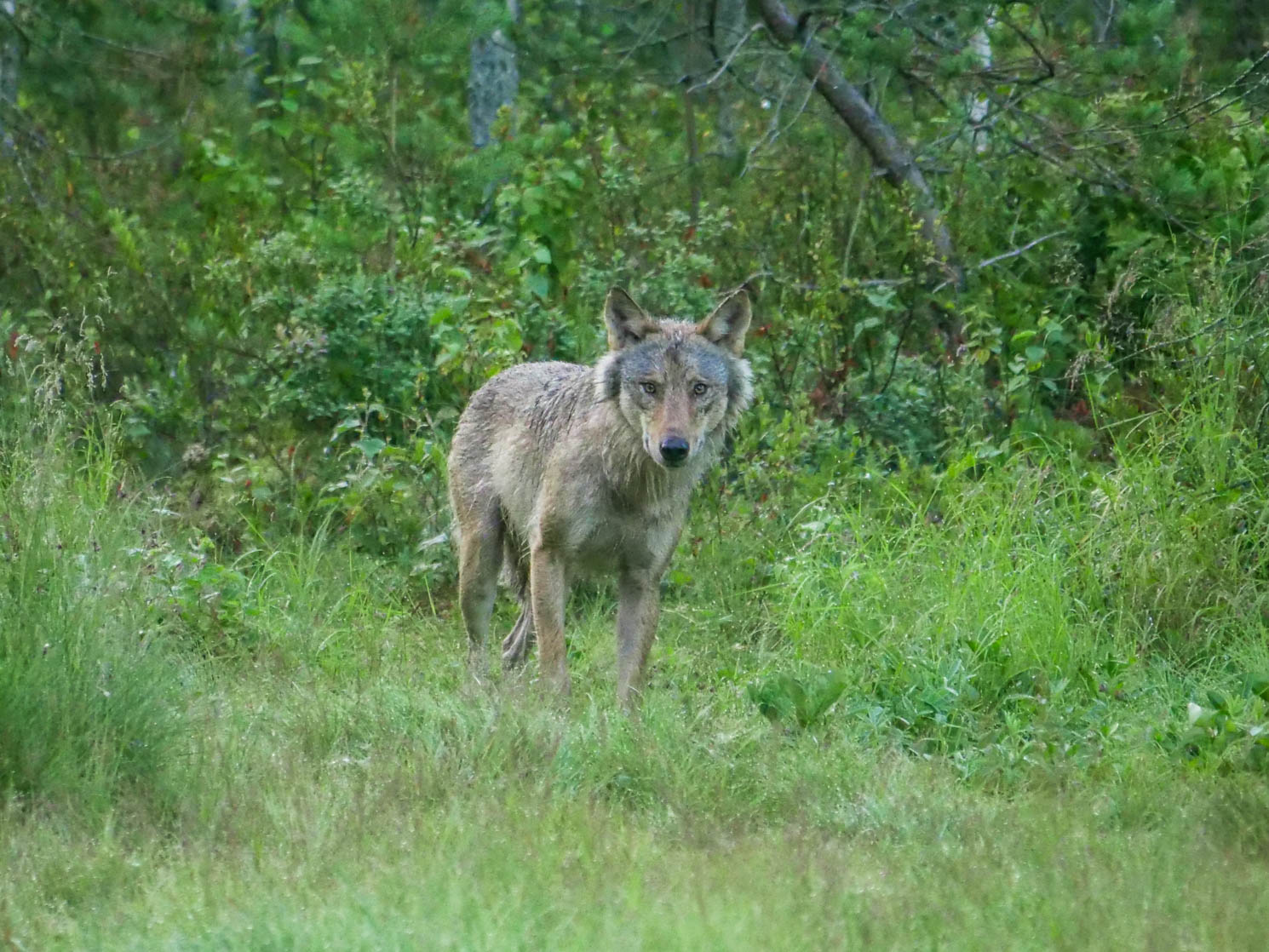 EräEero Wildlife Observation