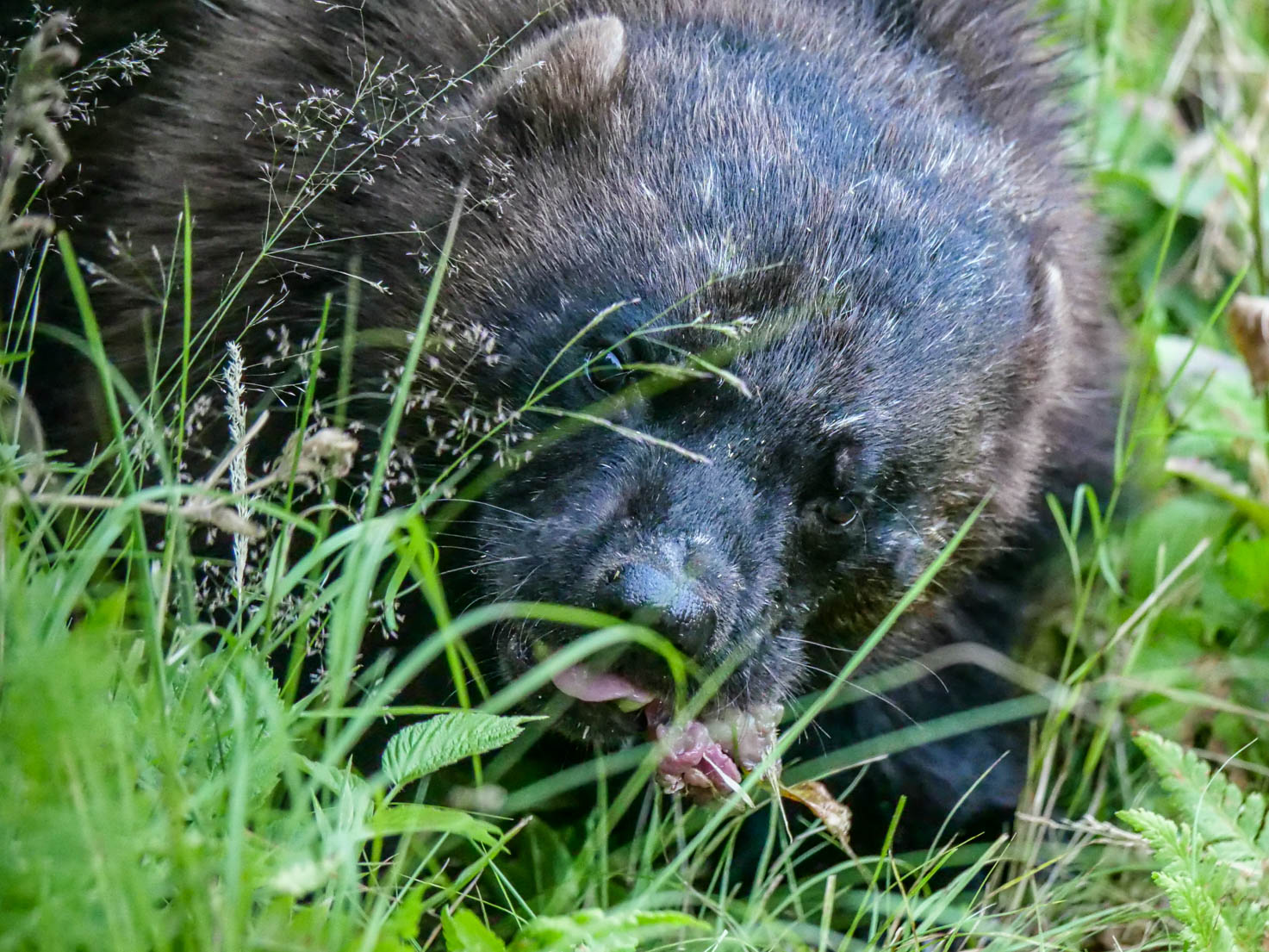 EräEero Wildlife Observation