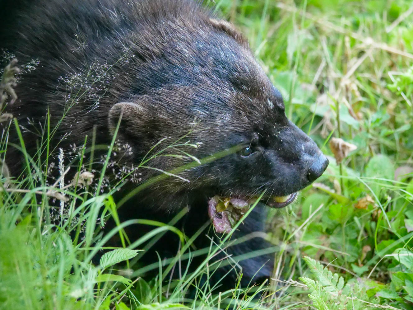 EräEero Wildlife Observation