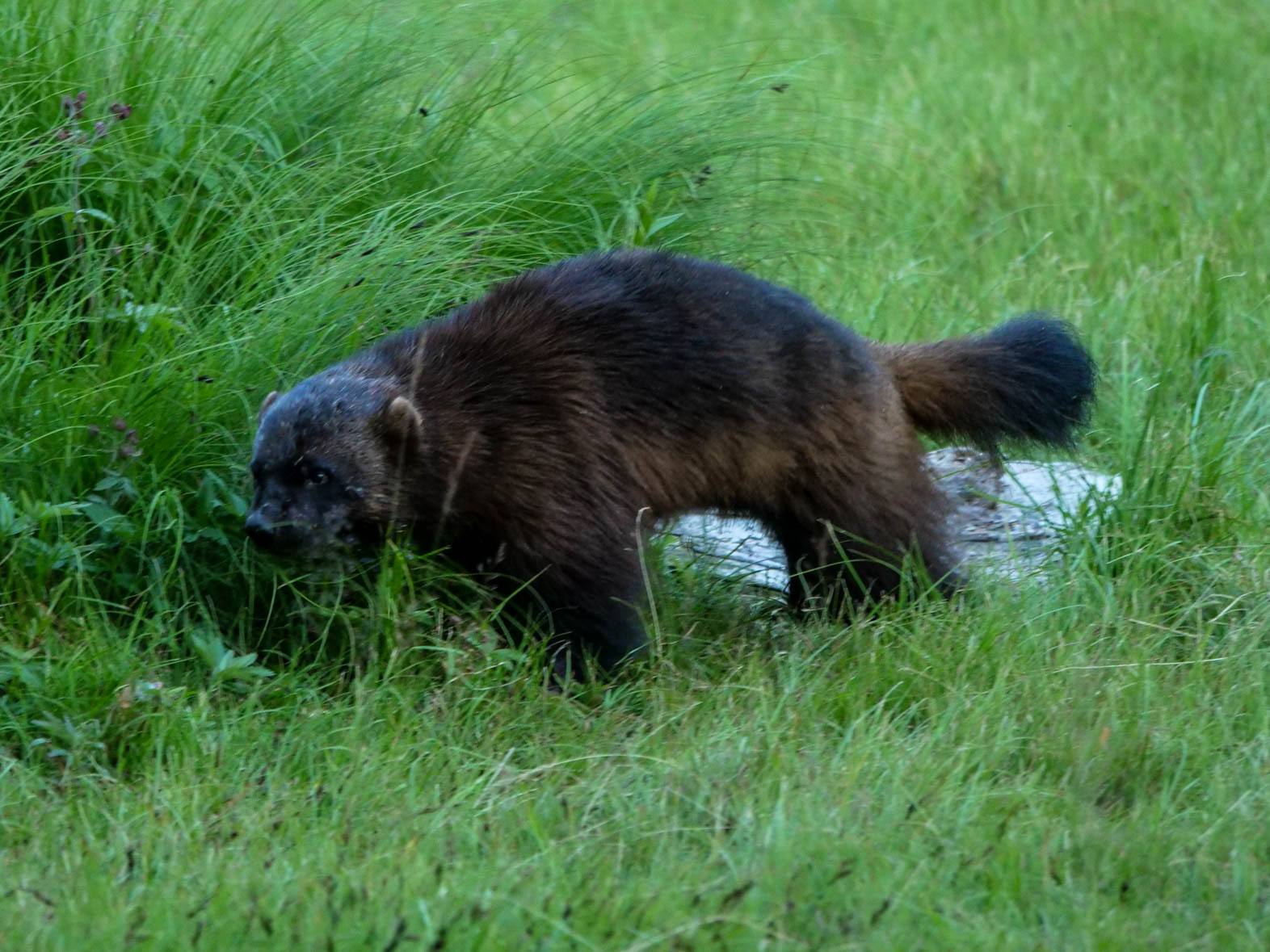 EräEero Wildlife Observation