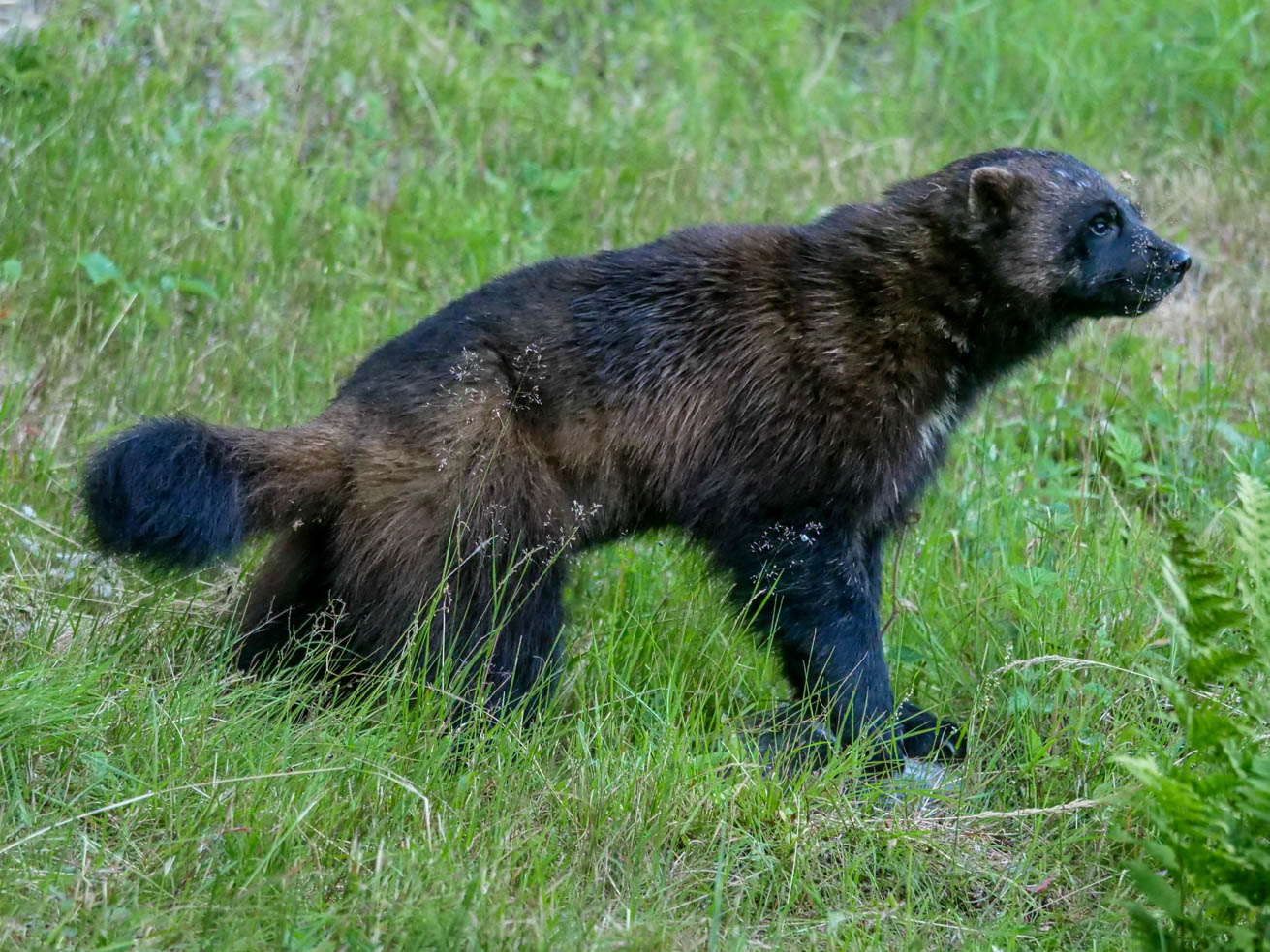EräEero Wildlife Observation