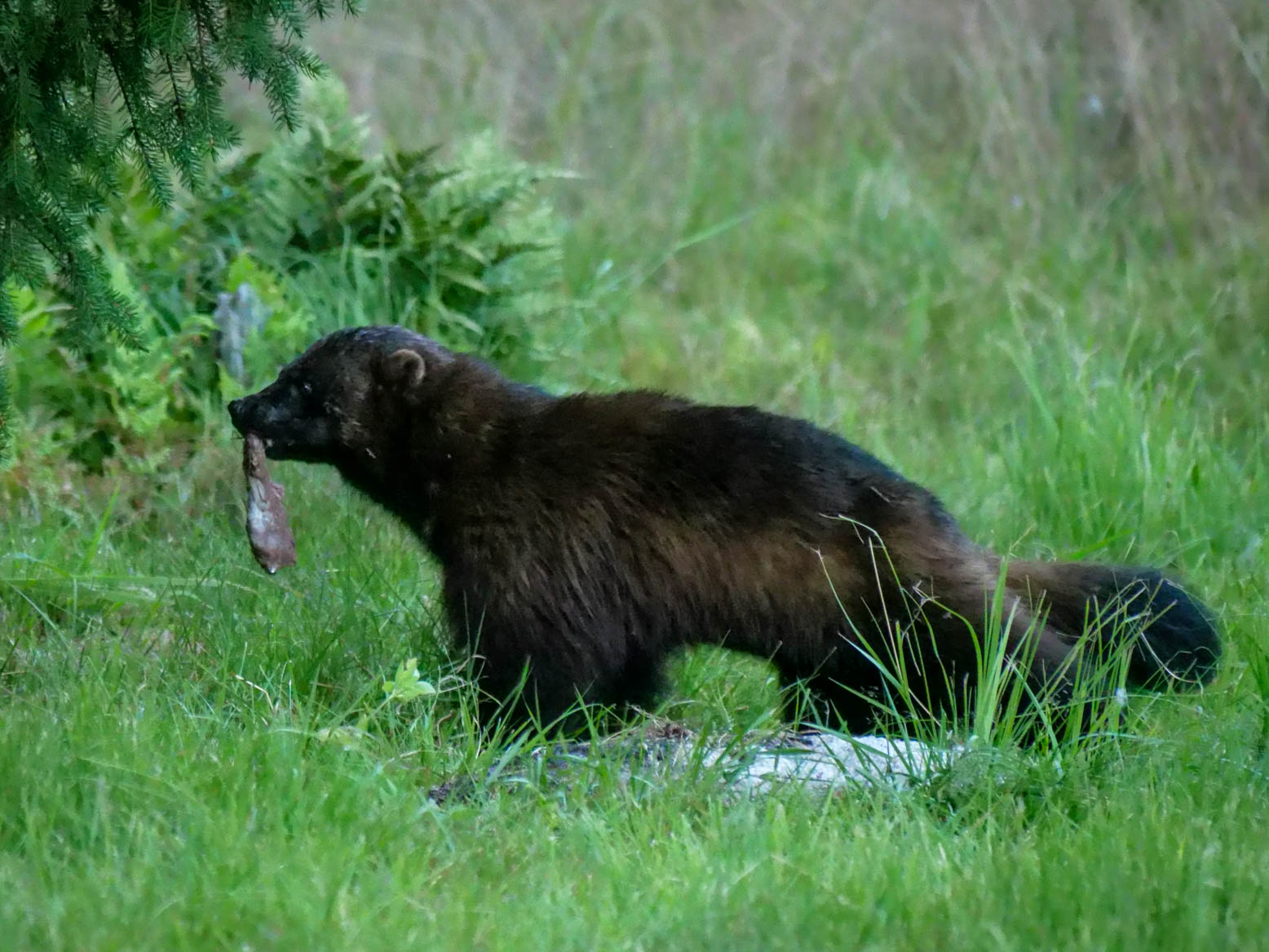 EräEero Wildlife Observation
