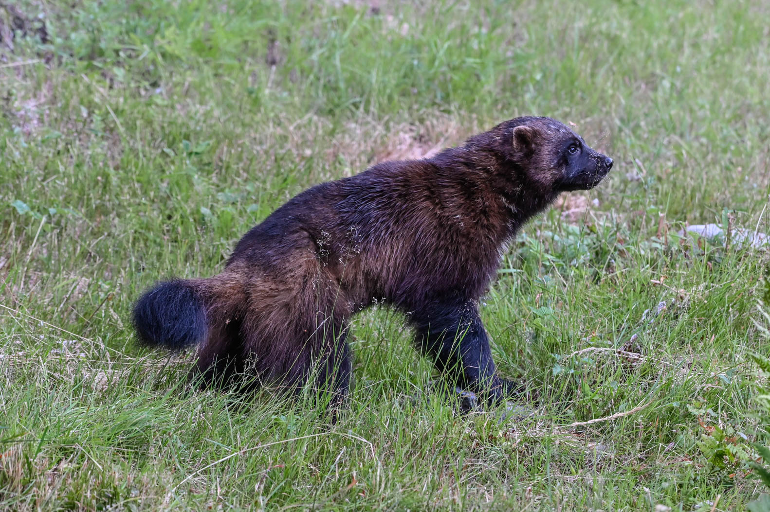 EräEero Wildlife Observation