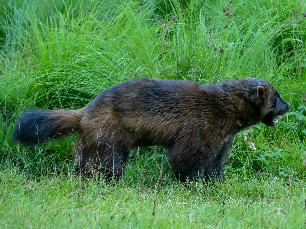 EräEero Wildlife Observation