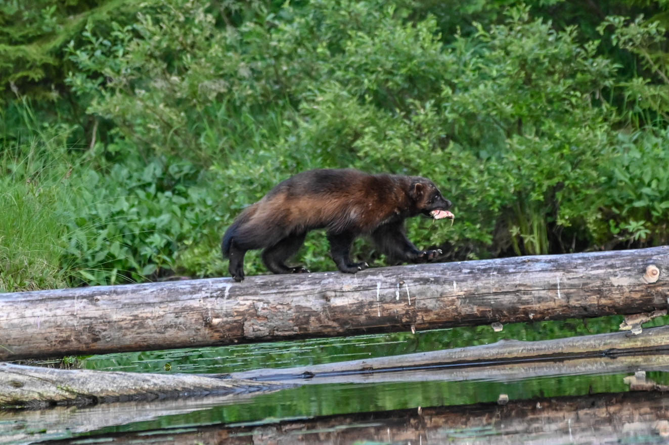 EräEero Wildlife Observation
