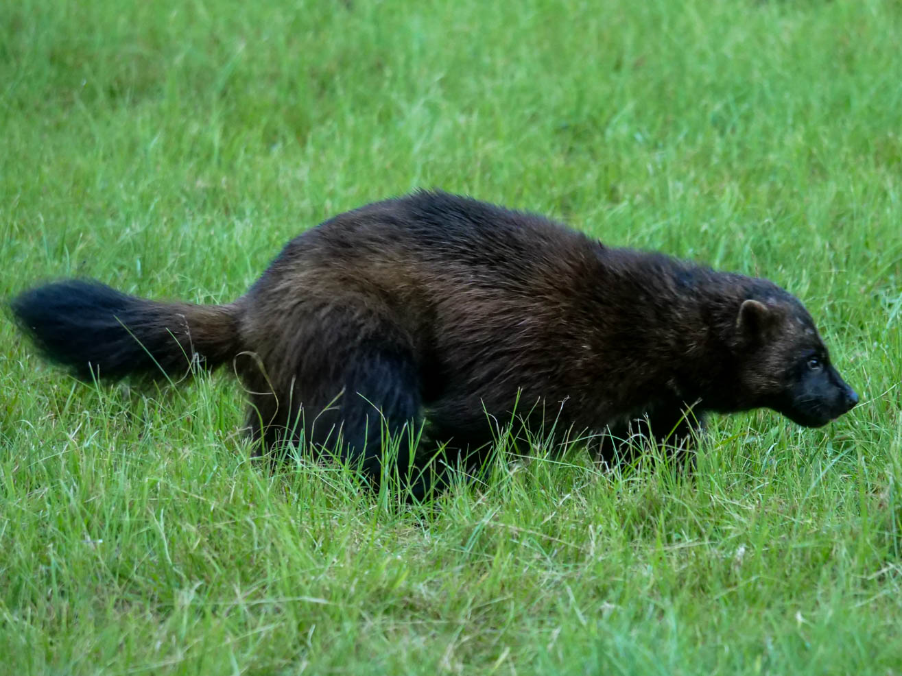 EräEero Wildlife Observation