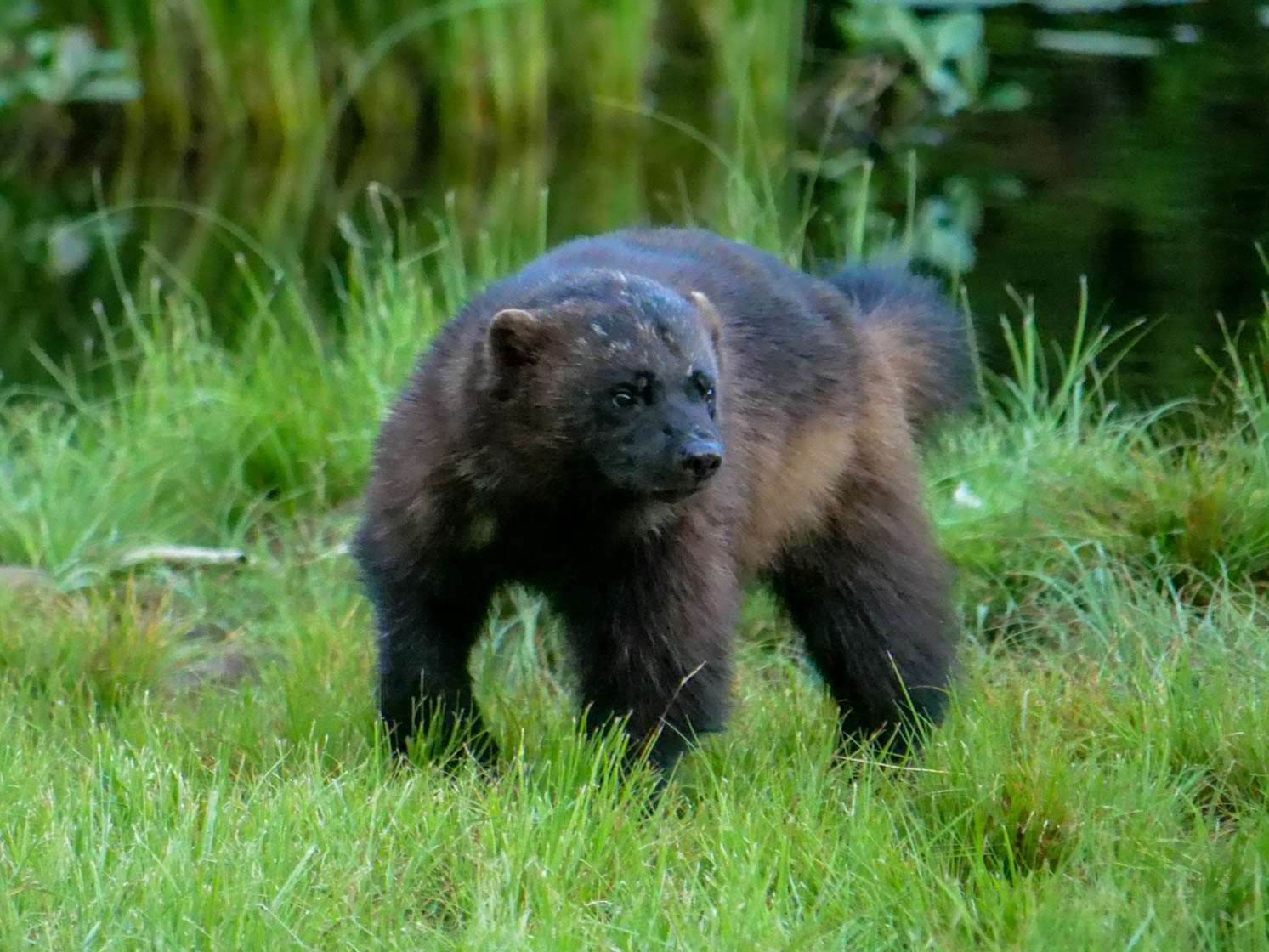 EräEero Wildlife Observation