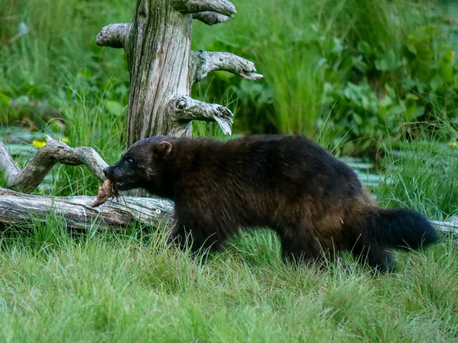 EräEero Wildlife Observation