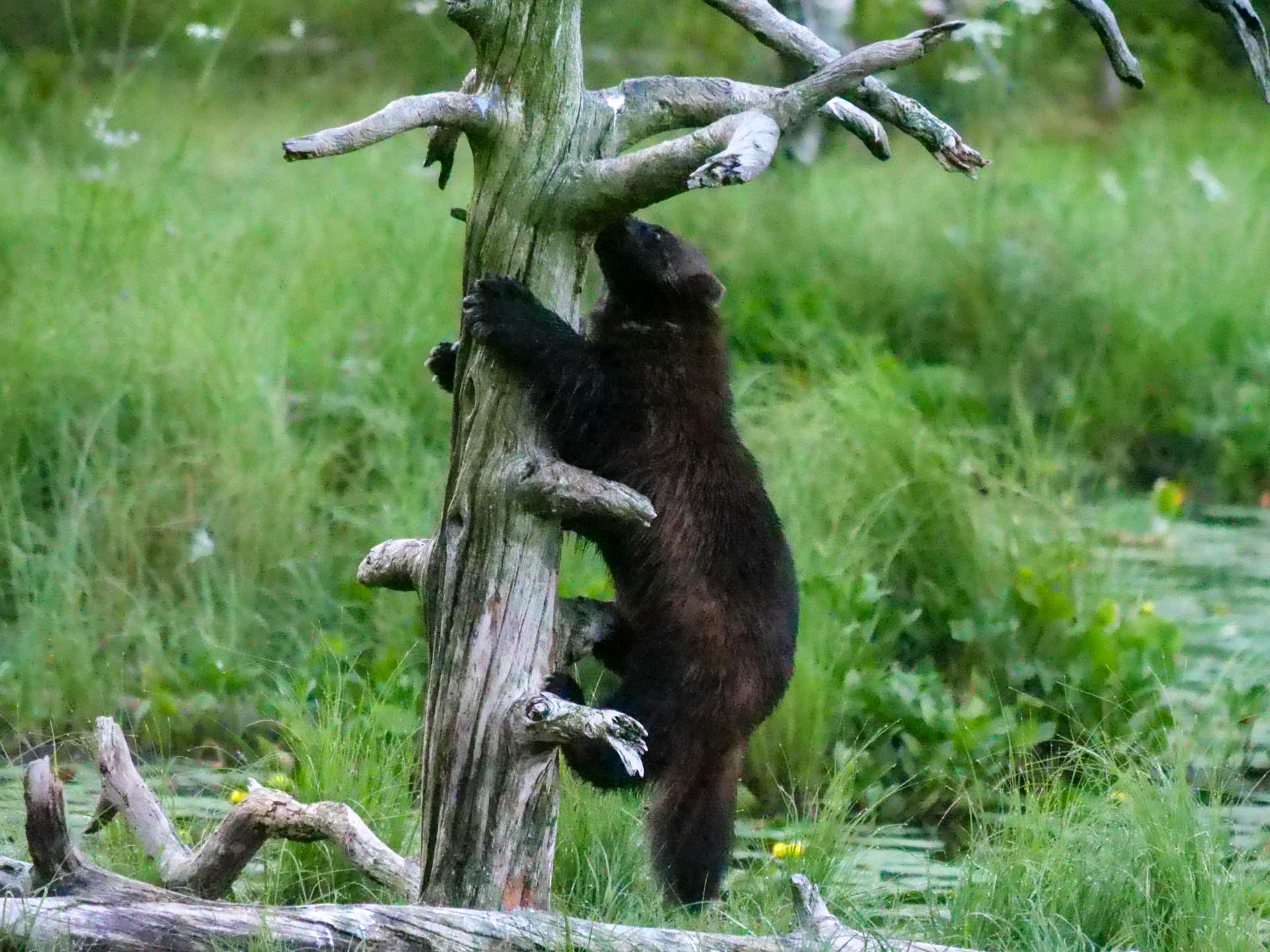 EräEero Wildlife Observation