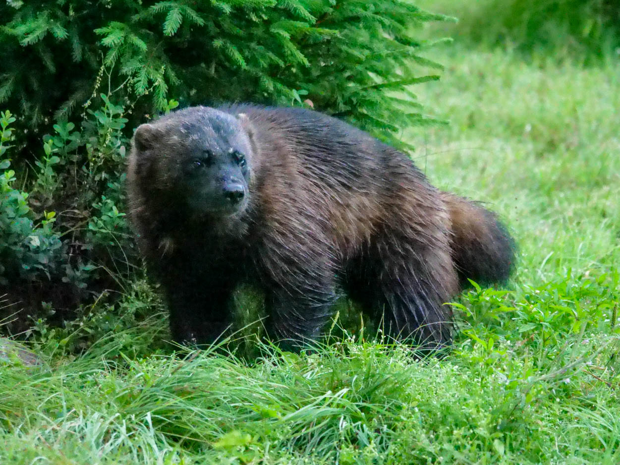 EräEero Wildlife Observation