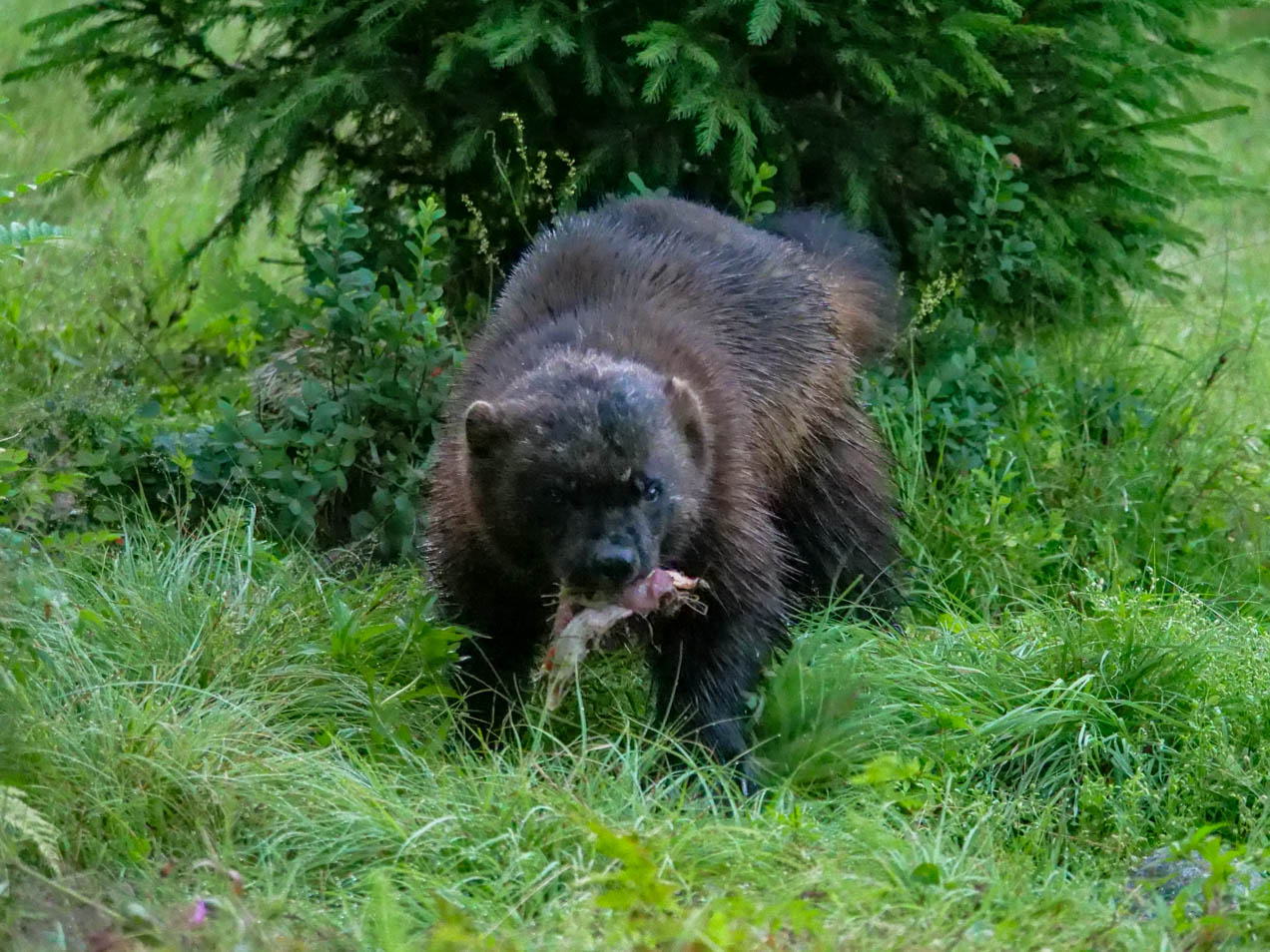 EräEero Wildlife Observation
